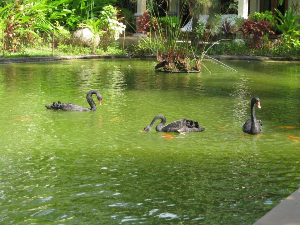 Schwarze Schwäne ROBINSON KHAO LAK