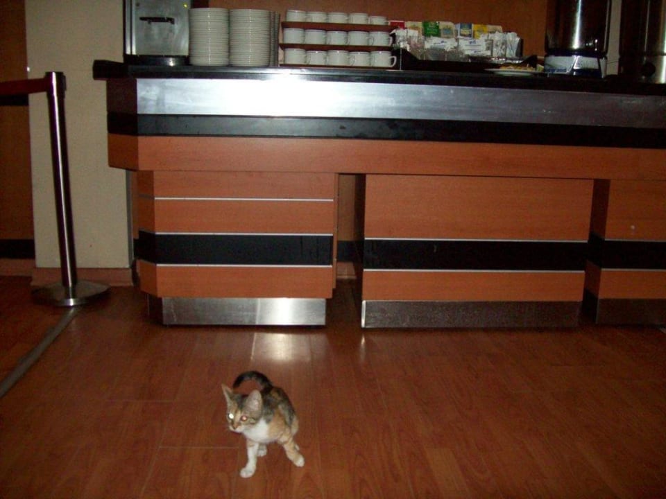 Katzen zum Essen Limak Limra Hotel & Resort