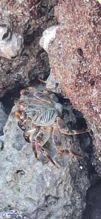 Strand Pickalbatros Citadel Resort