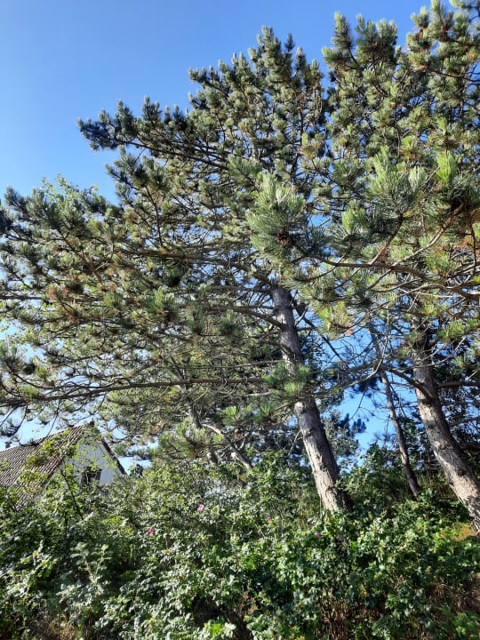 Gartenanlage Center Parcs Park Zandvoort - Ferienhäuser