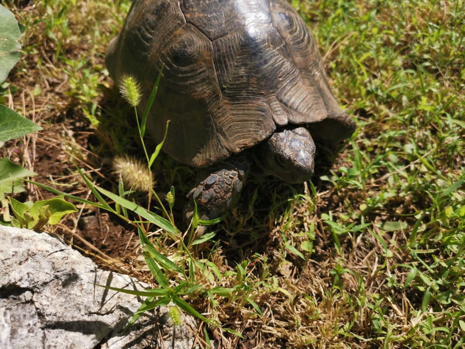 Sonstiges Labranda Mares Marmaris