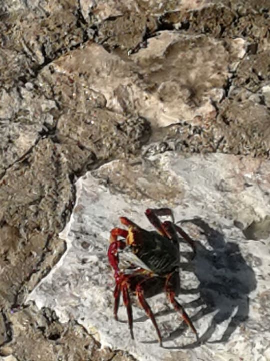 Strand Hotel Viva Dominicus Beach by Wyndham - All Inclusive Resort