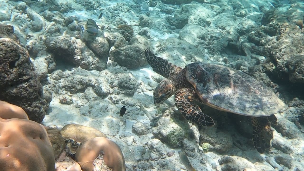 Sport & Freizeit NH Collection Maldives Reethi Resort