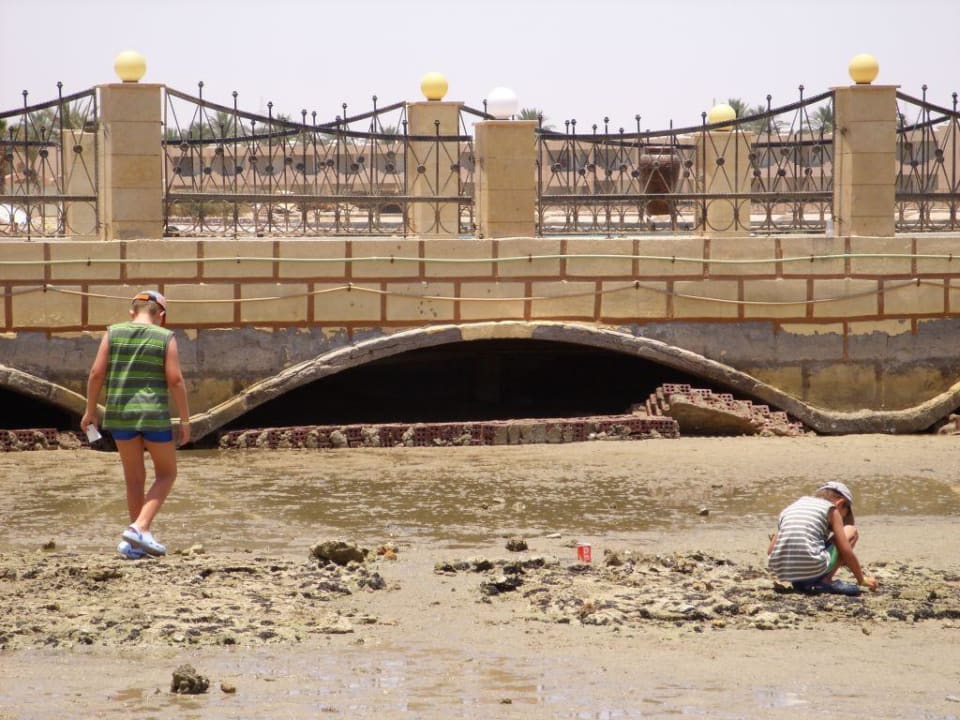 Bei Ebbe gibt es vieles zu entdecken Pickalbatros Dana Beach Resort - Hurghada