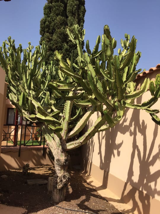 Gartenanlage allsun Hotel Esplendido
