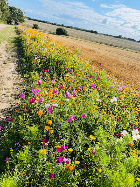 Sonstiges Ferienbauernhof Liesenberg mit Meerblick