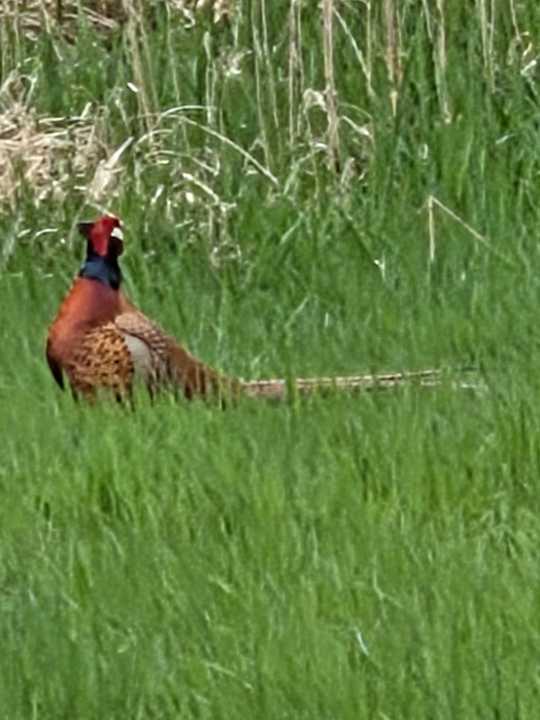Sonstiges Romantik Hotel Jagdhaus Eiden am See