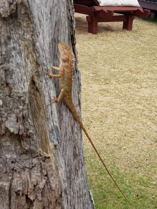 Sonstiges Khaolak Laguna Resort