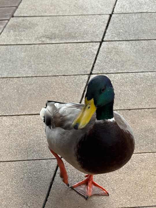 Pool PortBlue Club Pollentia Resort & Spa