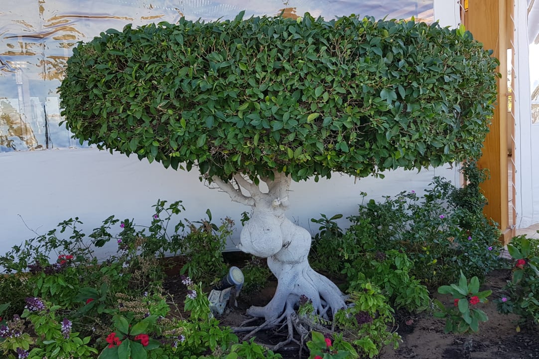 Gartenanlage Cleopatra Luxury Resort Makadi Bay