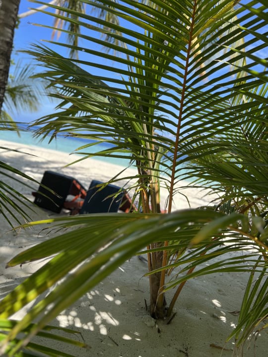 Gartenanlage Filitheyo Island Resort