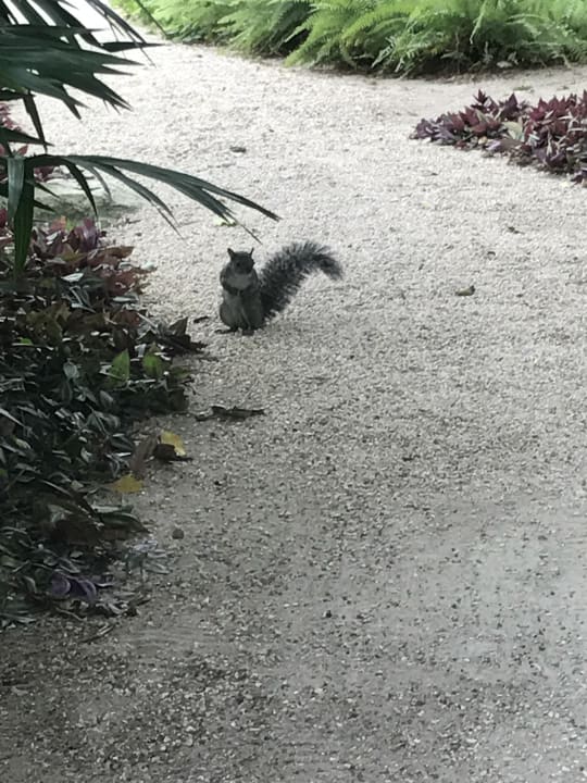 Gartenanlage Secrets Akumal Riviera Maya - Adults only