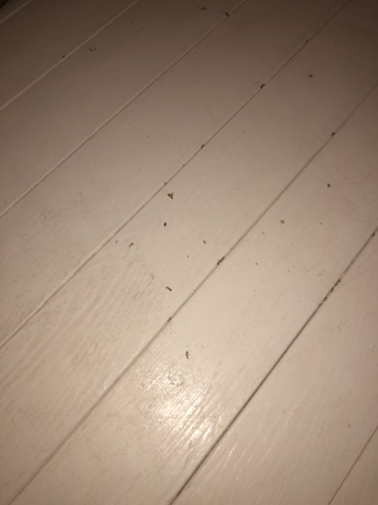 Zimmer Kihaa Maldives