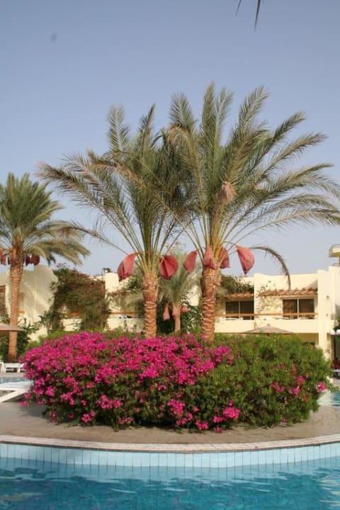 Insel im Ruhepool Palm Beach Resort