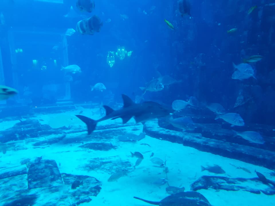 Sport & Freizeit Atlantis, The Palm