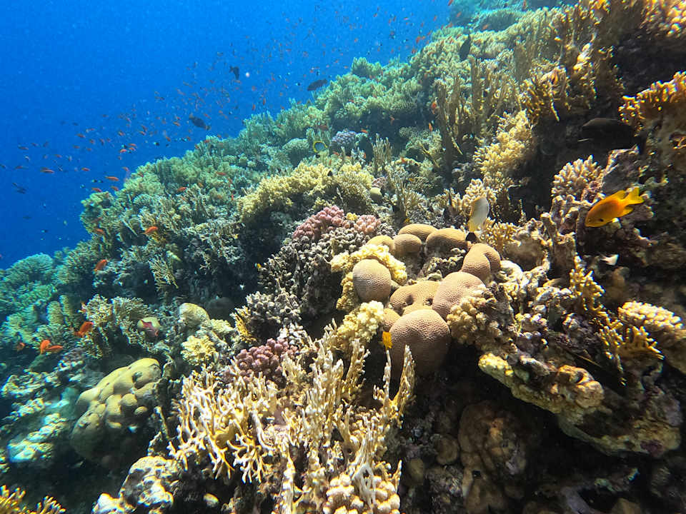 Strand Serenity Alpha Beach