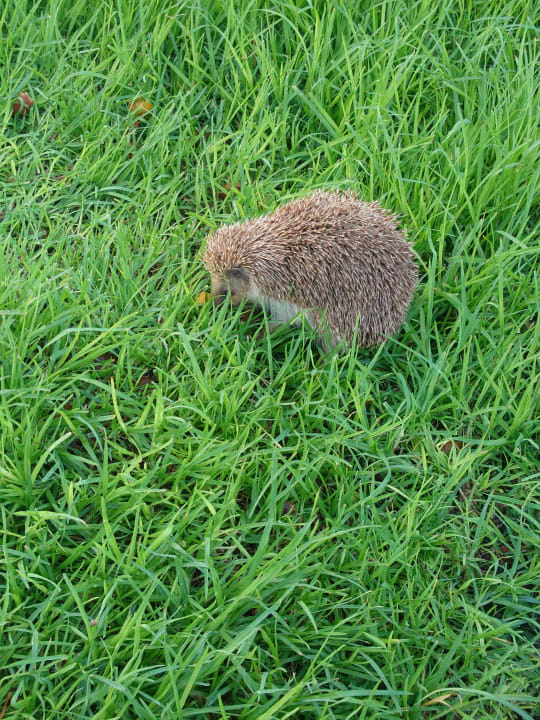 Sonstiges Atlantica Aegean Blue
