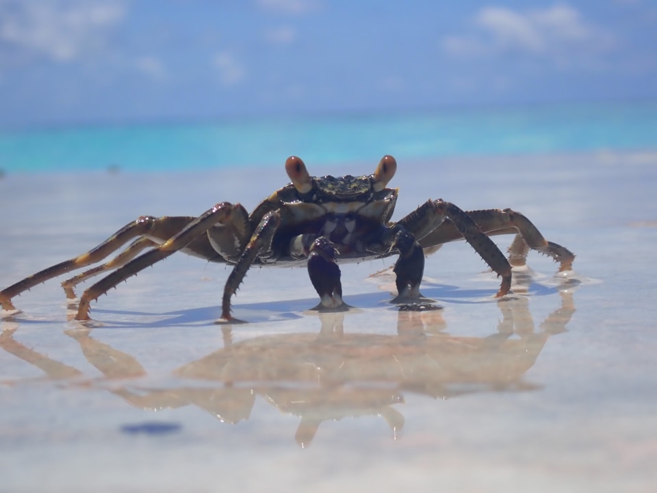 Strand Adaaran Select Meedhupparu Island Resort - Premium All Inclusive