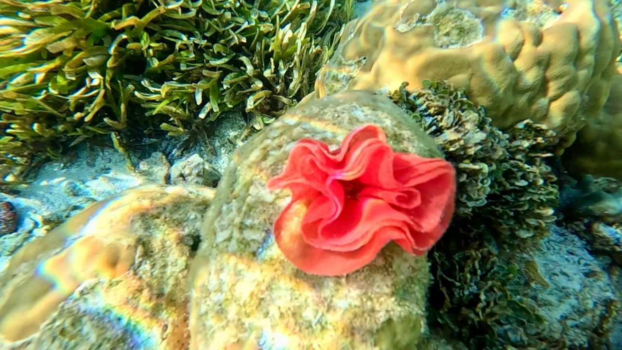 Gartenanlage Cinnamon Hakuraa Huraa Maldives