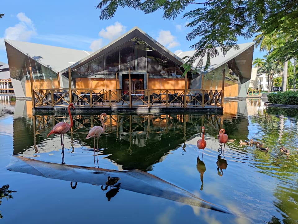 Gastro Grand Bávaro Princess