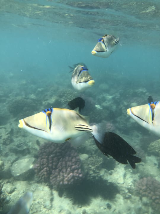 Strand Menaville Safaga