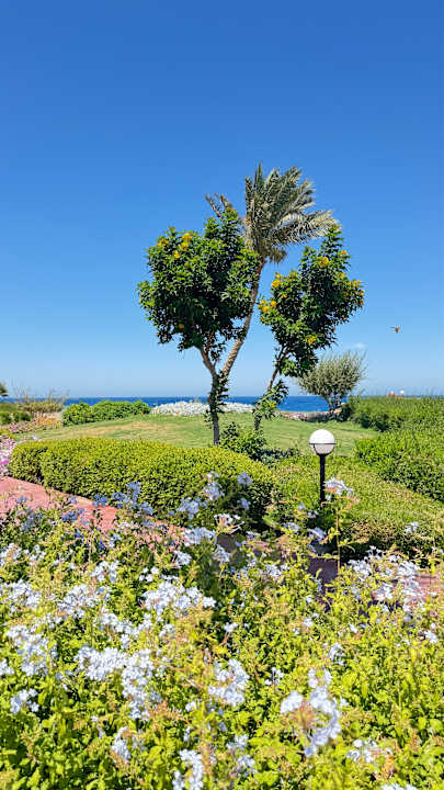 Gartenanlage Three Corners Equinox Beach Resort