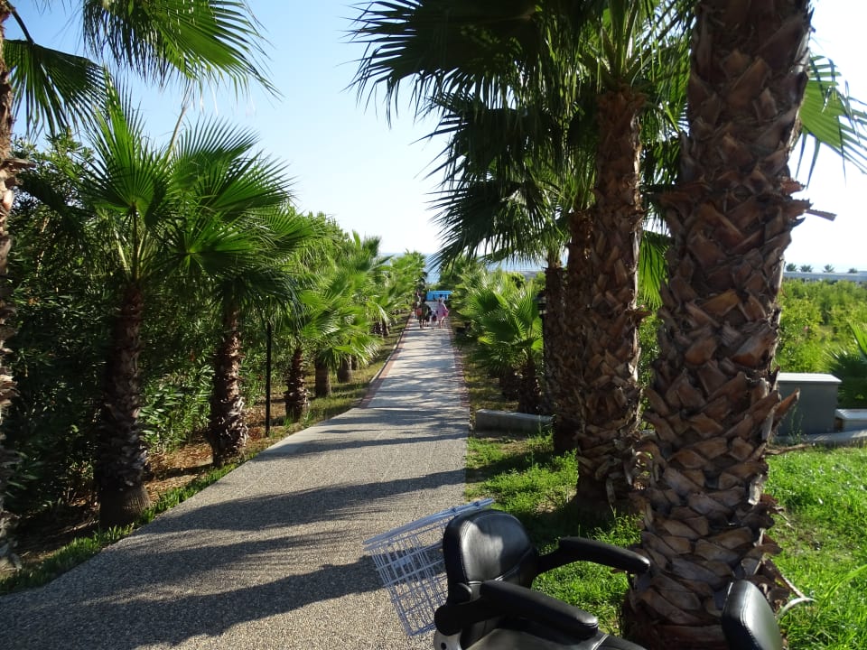 Gartenanlage Alba Resort Hotel