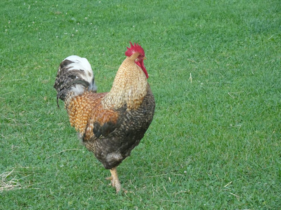 Sonstiges Wellness Ferienhof Lang