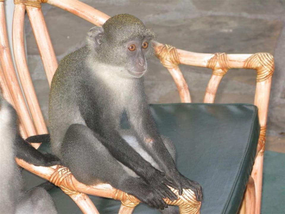 Gość na tarasie Neptune Village Beach Resort & Spa