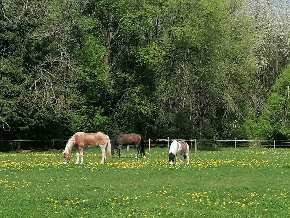Sonstiges Ferienhof Babel