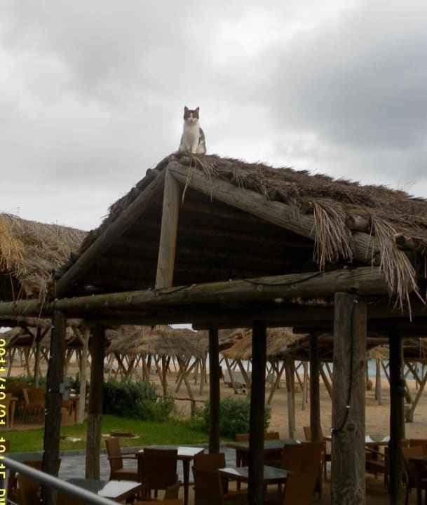 Strandrestaurant The Orangers Beach Resort and Bungalows