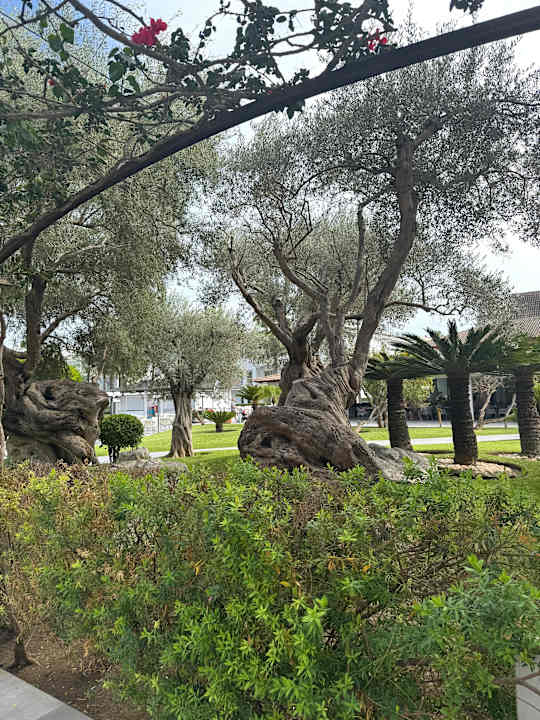 Gartenanlage Playa Garden Selection Hotel & Spa