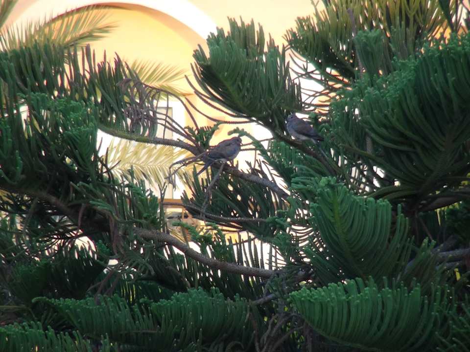 Ogród Three Corners Sea Beach Resort