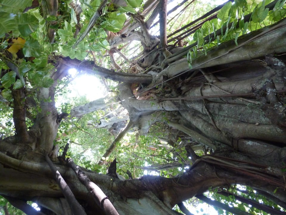 Banyan Tree über 300 Jahre alt Kuramathi Maldives