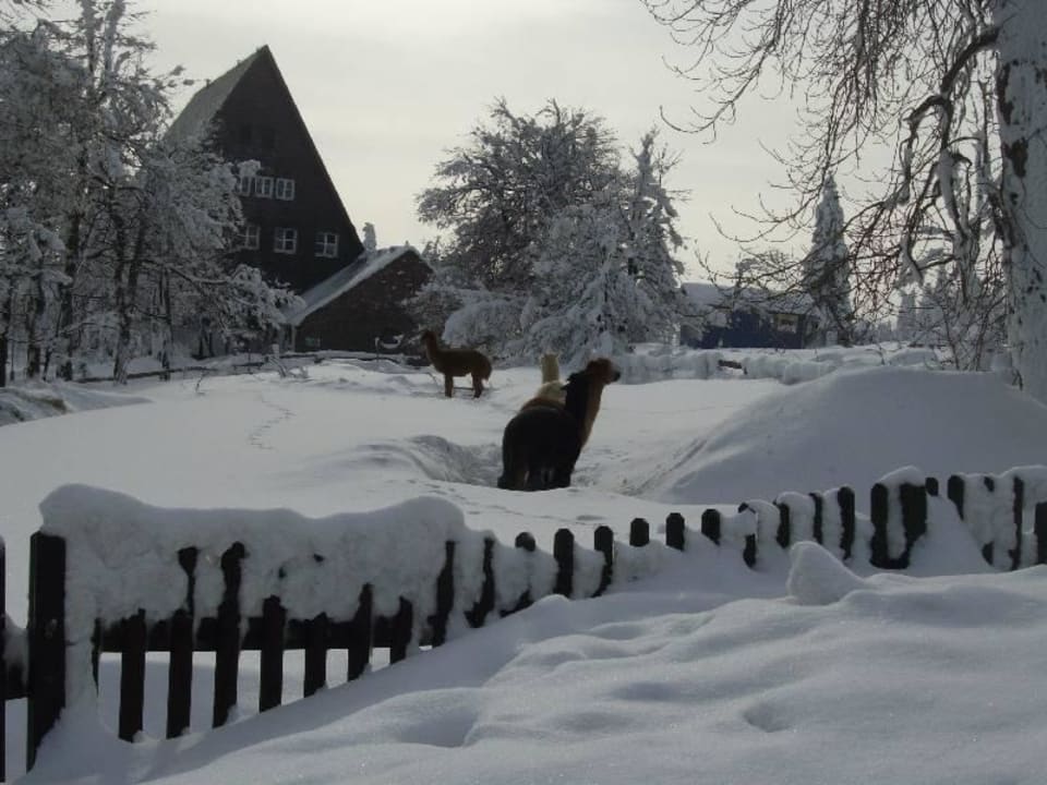 Alpacas neben dem Hotel Hotel Lugsteinhof