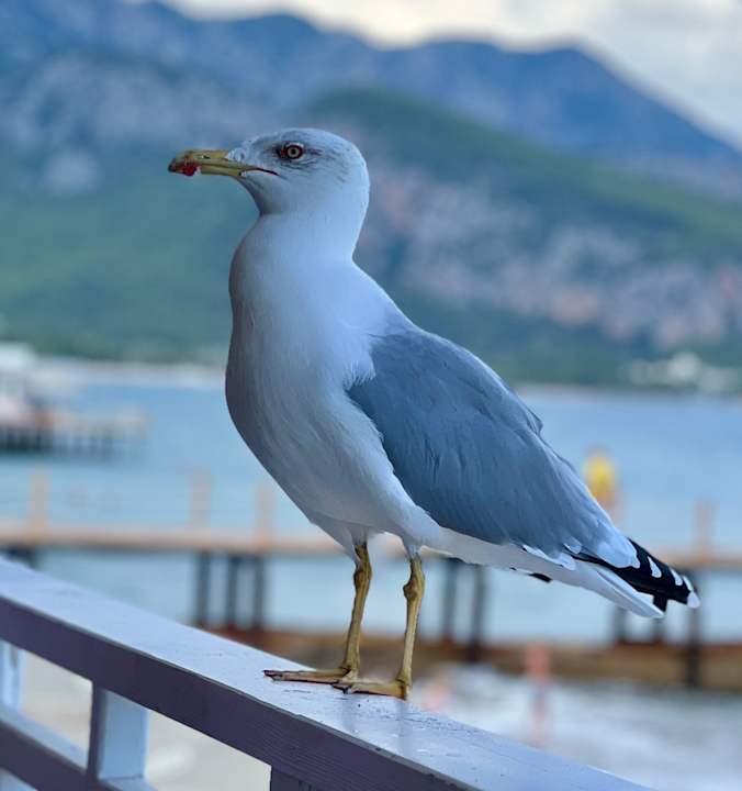 Strand Nirvana Mediterranean Excellence