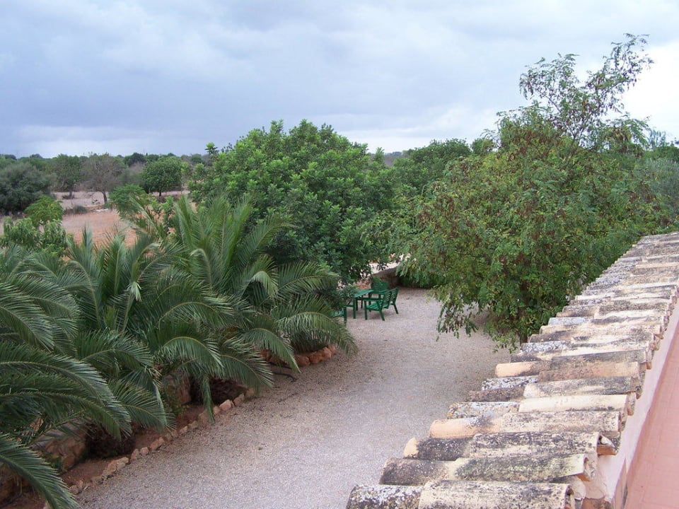 Blick auf Palmen Finca Son Guardiola