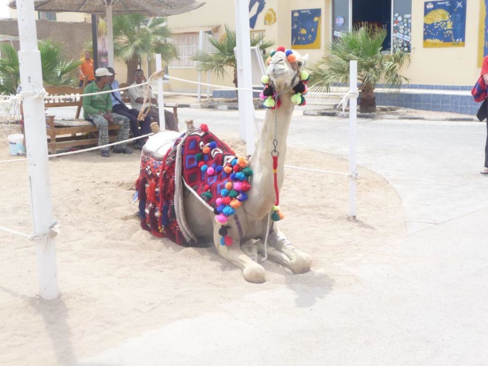 Kamel Cleopatra Luxury Resort Makadi Bay