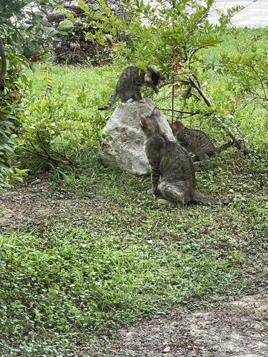 Gartenanlage Sunis Kumköy Beach Resort Hotel & Spa