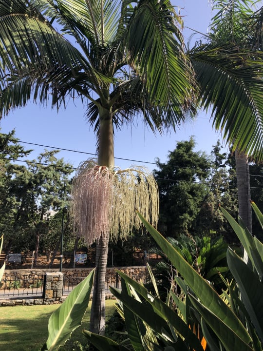 Gartenanlage Sentido Kyknos Beach Adults Only 16+