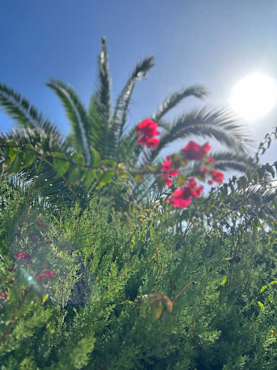 Ausblick Iberostar Waves Averroes