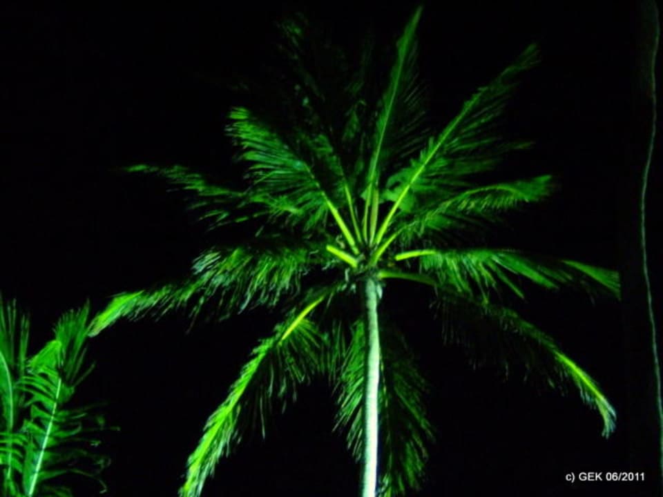 Palmen in der Nacht Punta Cana Princess All Suites Resort & Spa