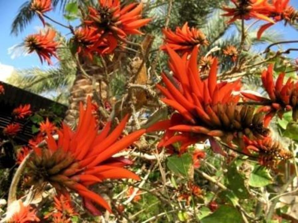 Korallenbaum Steigenberger Coraya Beach - Adults only