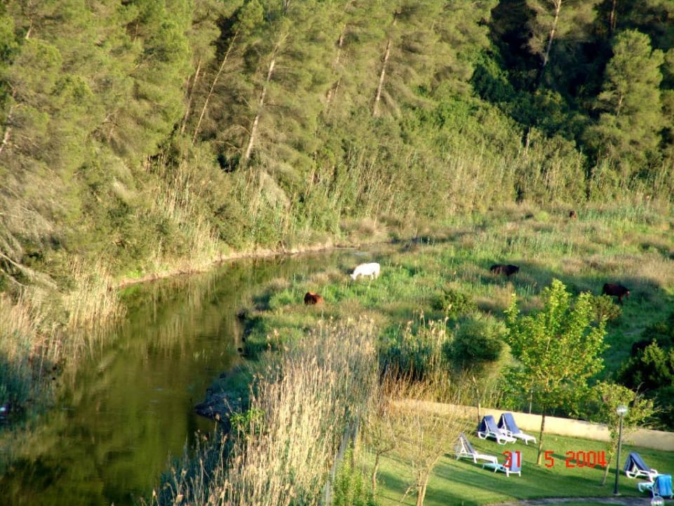Ausserhalb der Aussenanlage ist Naturschutzgebiet (freilaufe Hotel Exagon Park