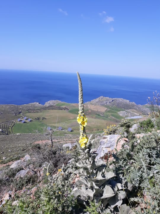 Ausblick Alianthos Beach Hotel