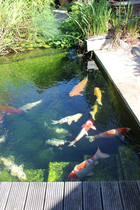 "Gartenanlage" Pension am Bodensee (Kressbronn am Bodensee