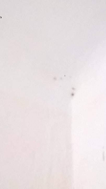 Schimmel in 94B Sun Club Eldorado