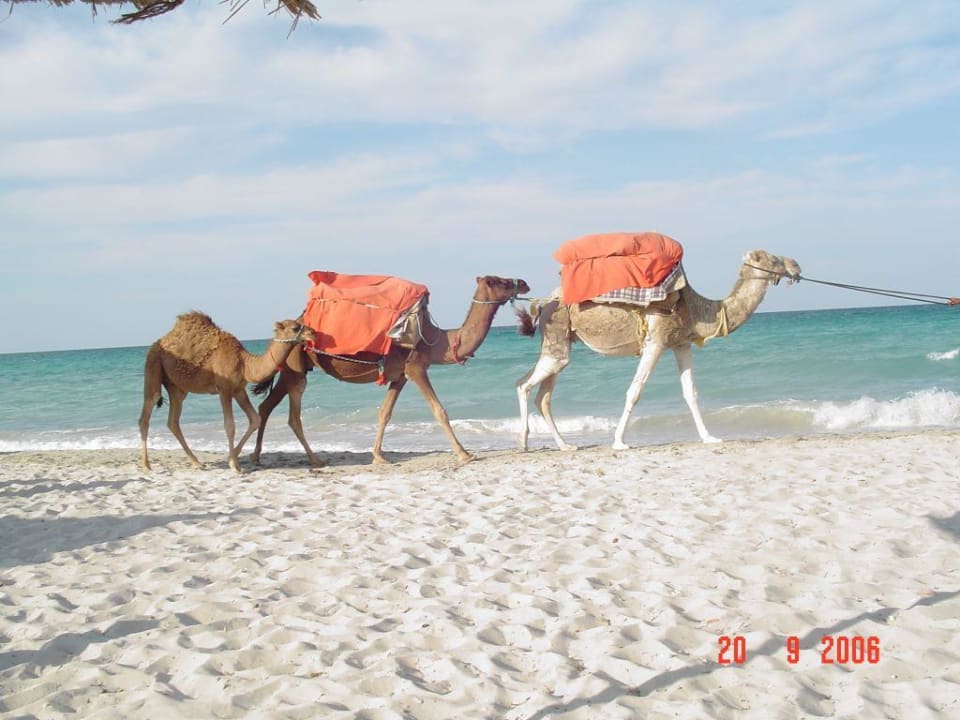 Hotel Djerba Plaza Djerba Plaza Thalasso & Spa