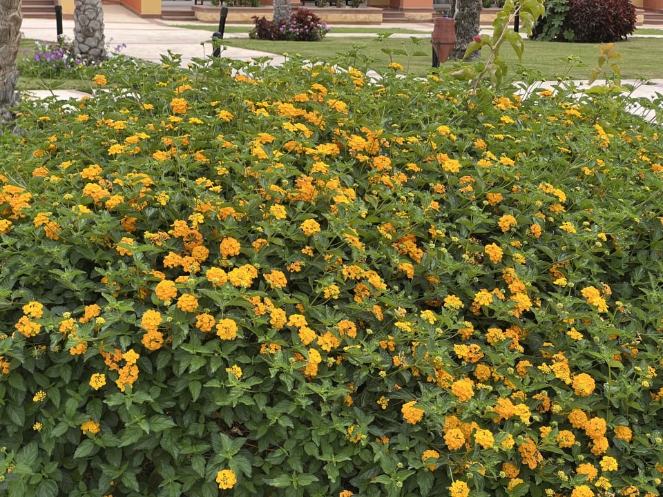 Gartenanlage Malikia Resort Abu Dabbab