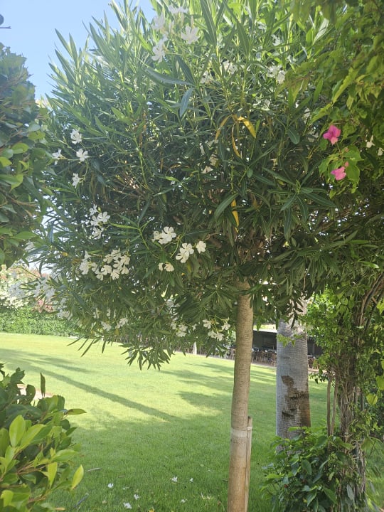 Gartenanlage Royal Seginus